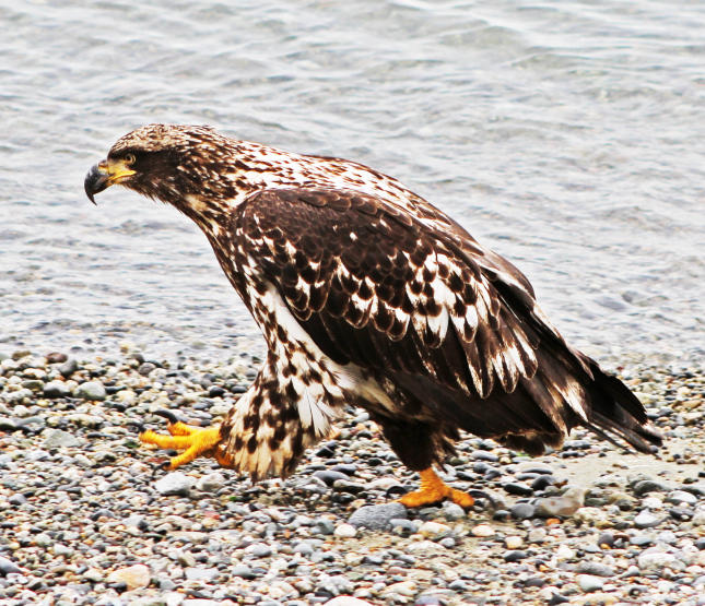 Bald Eagle