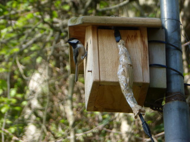 Black-Capped Chickadee