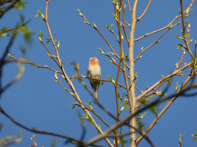 House Finch