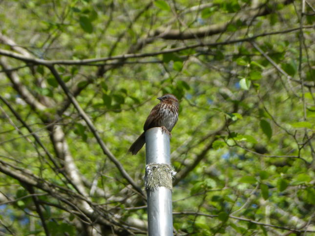 Song Sparrow