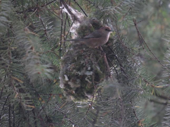 Bushtit