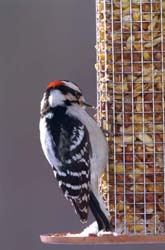 Peanut Feeder with Male Downy