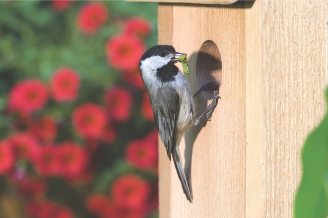 Nest Box with Chickadee