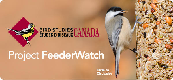 We're Sponsoring Project FeederWatch