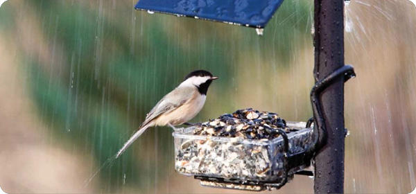 Help Birds Survive Flooding