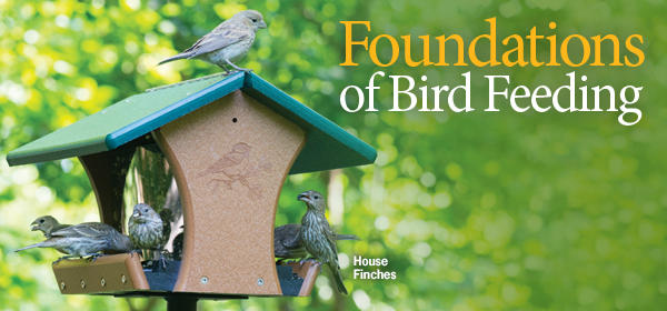 Foundational Feeders
