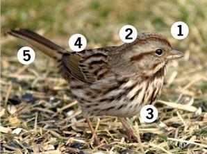 Song Sparrow