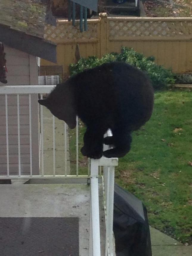 Bear on porch 