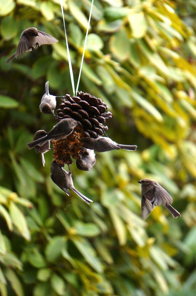 Bushtits in West Vancovuer