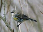 YellowRumped Warbler