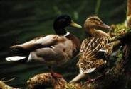 Mallards c